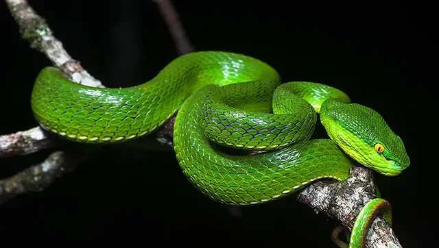 Trimeresurus_albolabris_White-lipped_pit_viper